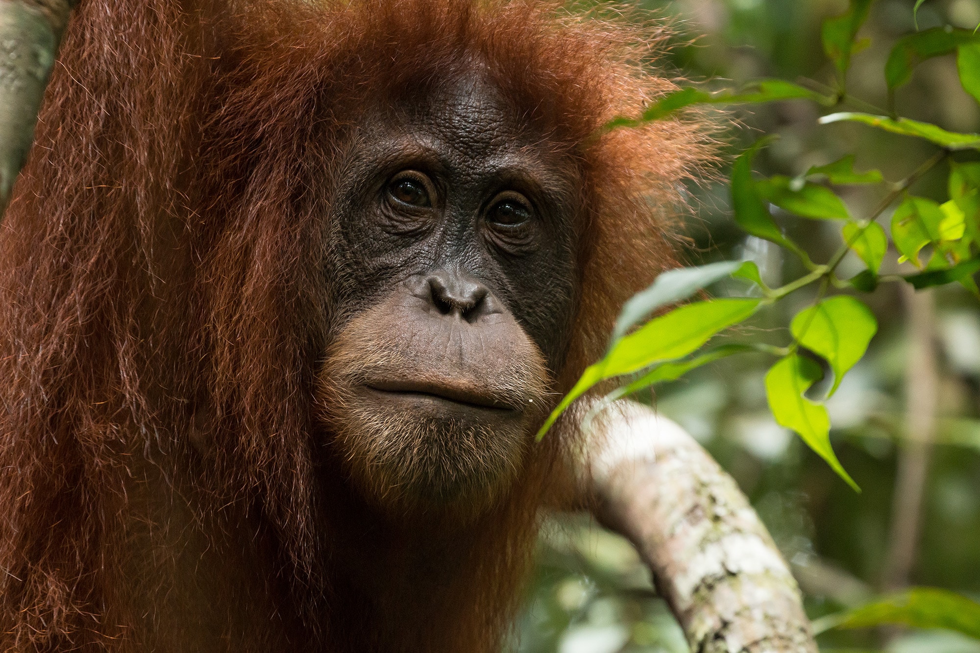 indonesia orangutan tours